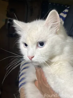 Симферополь Котик ,найденный в...