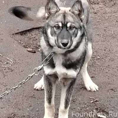 Потерялась собака мальчик, кли...