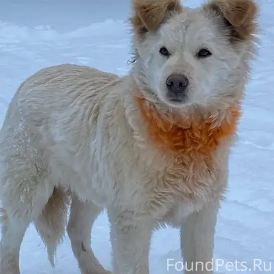 Найдена собака! 2 недели назад...