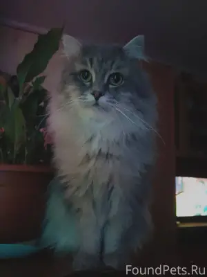 Пропал кот. Просьба кто увидит...