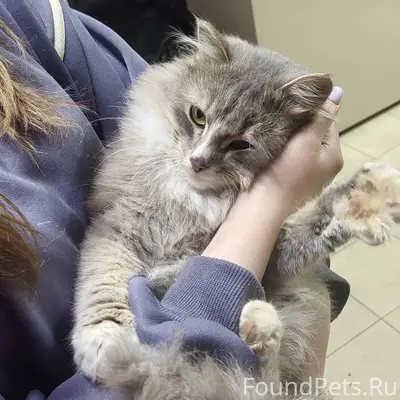Добрый день! Найдена кошка на ...