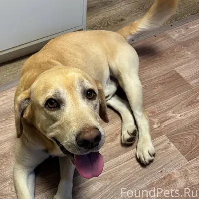 Добрый день! У кого потерялись...