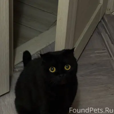 Добрый день. 28.12.25 пропал.....