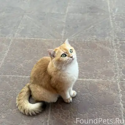 Пропал кот!!! Сегодня (29 дека...