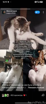 Пропал кот 27.12 на ул...