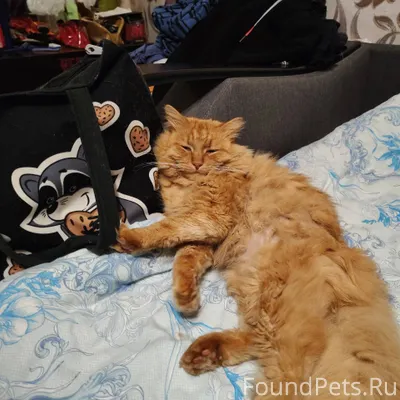 Пропал кот неделю назад, зовут...