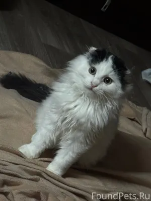 ❗️пропал котенок адрес:ново-ст...