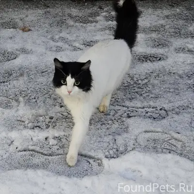 Г.Череповец. 🆘🆘🆘🆘🆘🆘🆘🆘🆘 Помогит...