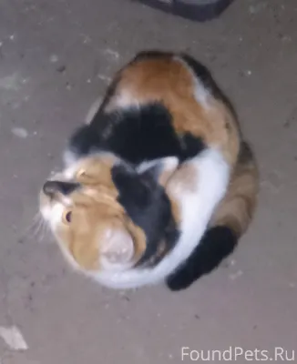 Подвале многоквартирного дома ...