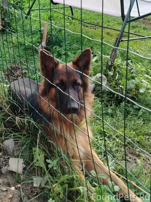 Сбежала собака, может кто нибу...