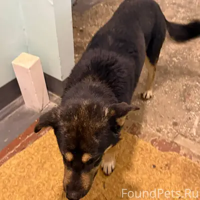 Найдена собака, прибился по ул...