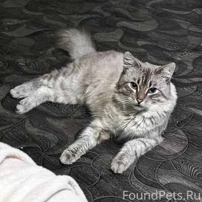 Пропал кот . Откликается на Ма...