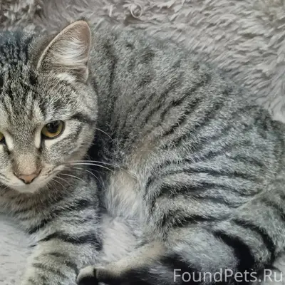 Найдена кошка в районе Ашана 6...