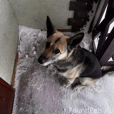 ⚠️ Пропал(а) собака 📍 Раменско...