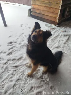 Пропала собака,мальчик,зовут Б...