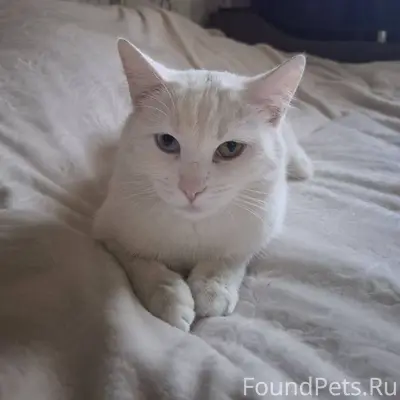 Пропал кот Каспер 2 годика. Уш...