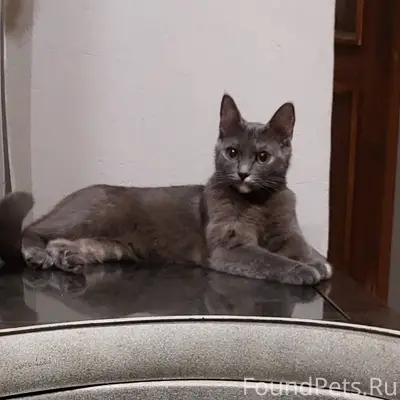 SOS. ПРОПАЛА КОШКА. Просьба ве...