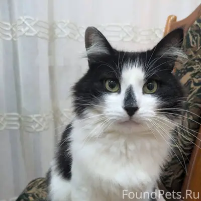 Пропал кот на улице Мира!!! Кт...