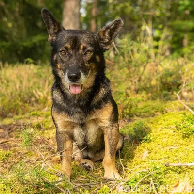 Пропала собака по кличке Граф ...