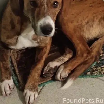 Добрый вечер. Нашли собаку в р...