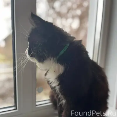 Пропал кот на улице Щелокова, ...