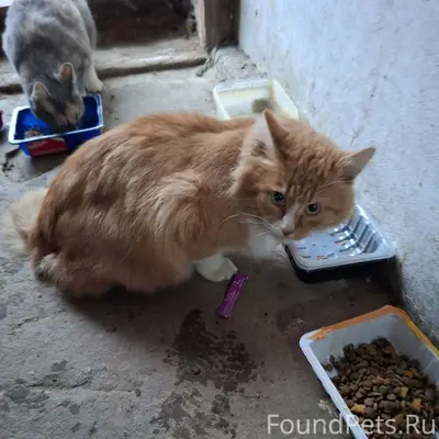Найден кот (или кошка) Прибилс...