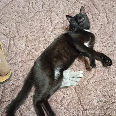 Пропал кот, ну как пропал, мам...