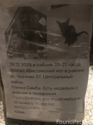 Пропал кот! Объявление на Ул. ...