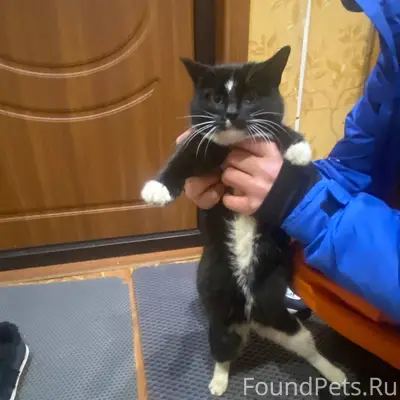 Найдена кошка в подъезде 7 сев...