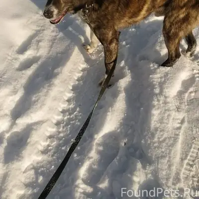 Ребята, у меня пропала собака,...