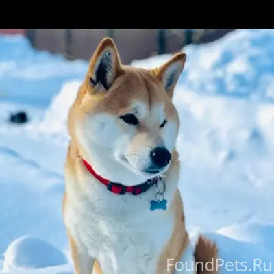 Добрый день! Потерялась собака...