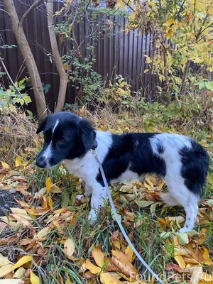 Ставрополь. ПОТЕРЯЛАСЬ СОБАКА!...