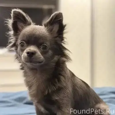 🚨ПРОПАЛА СОБАКА🚨 МО. г.Балаших...