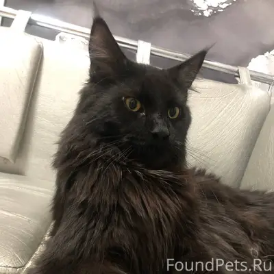 Пропал кот мейн-кун черного цв...
