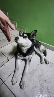 Улан-Удэ Срочно ищем хозяина !...