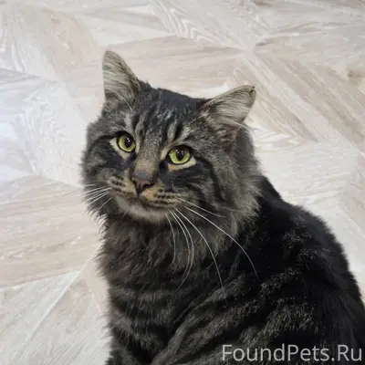 Пропал кот 17 декабря в районе...