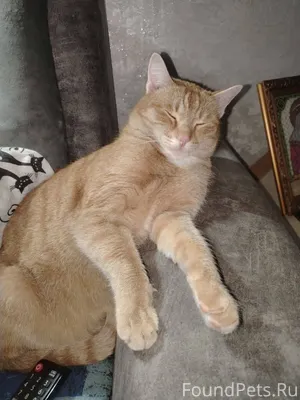 Пропал кот мальчик рыжий 1.5.....