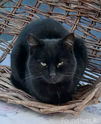 Пропал кот с ул. Железнодорожн...