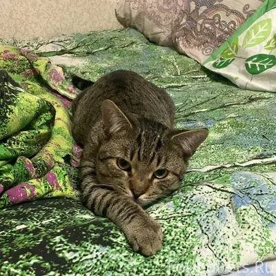 Пропал кот ,на Ломоносова 3А М...