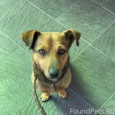 Здравствуйте, пропала собака, ...