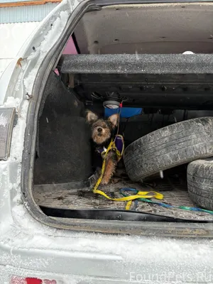 Найдена собака ! В районе Аква...