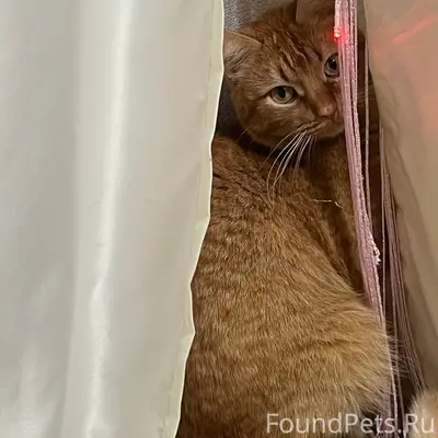 Пропал кот в районе Лесного по...