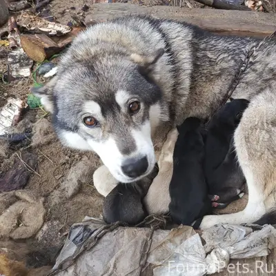 Пропала собака. Кличка Айна. П...