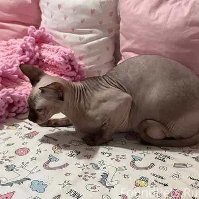 🐾 ПРОПАЛА КОШКА 🐾 Пропала дома...