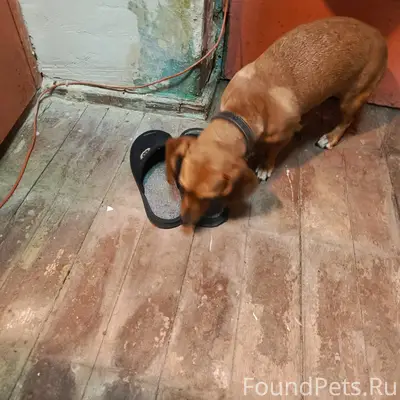 Только что найдена собака. Выс...