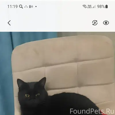 Пропал кот в районе машзавода,...