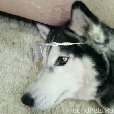 Сегодня 29 декабря утром, во в...