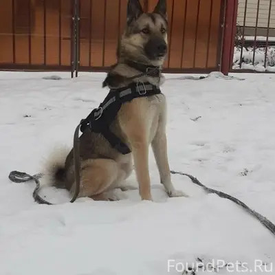 Пропала собака, откликается на...