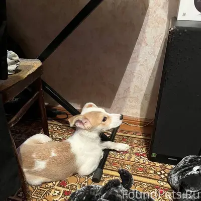 Кашира! Чья потеряшка? Вчера н...