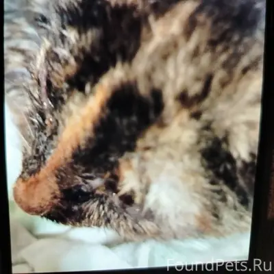 Найден бездомный котёнок трёхц...